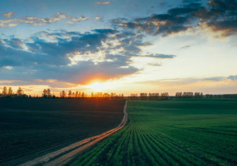 Importanța irigării în agricultură: tehnici eficiente și durabile pentru a asigura creșterea și productivitatea culturilor